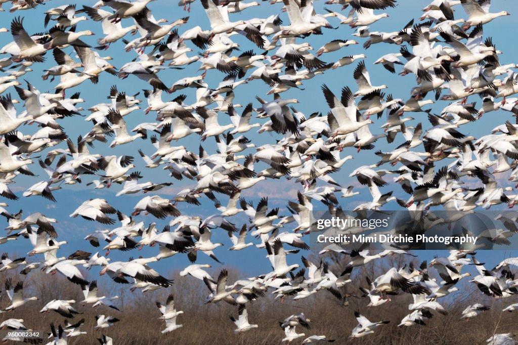 Large Flock of Birds