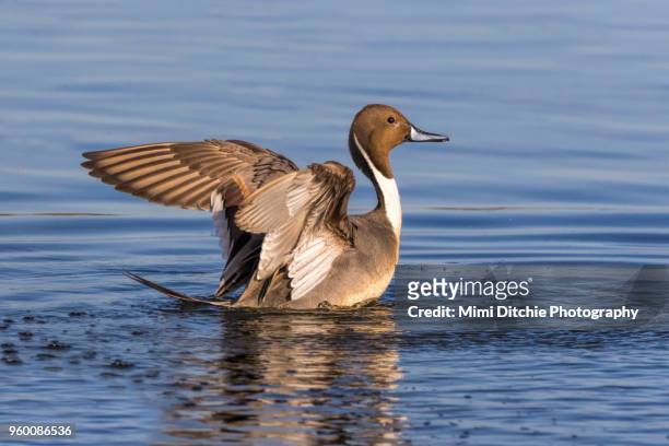 northern pintail duck - los banos stock-fotos und bilder