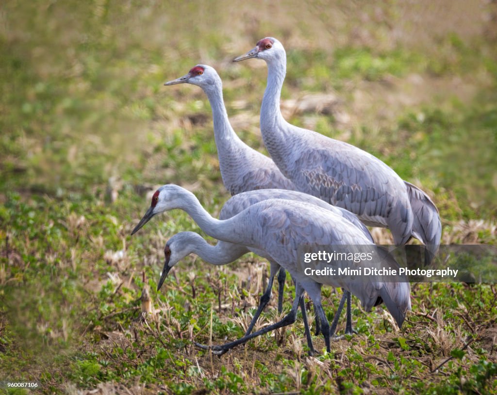 Four Sandhill Cranes