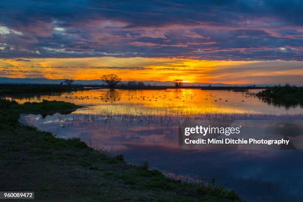 Merced Rufufu 798 Los Banos Ca Stock Photos, High-Res Pictures, and Images - Getty Images