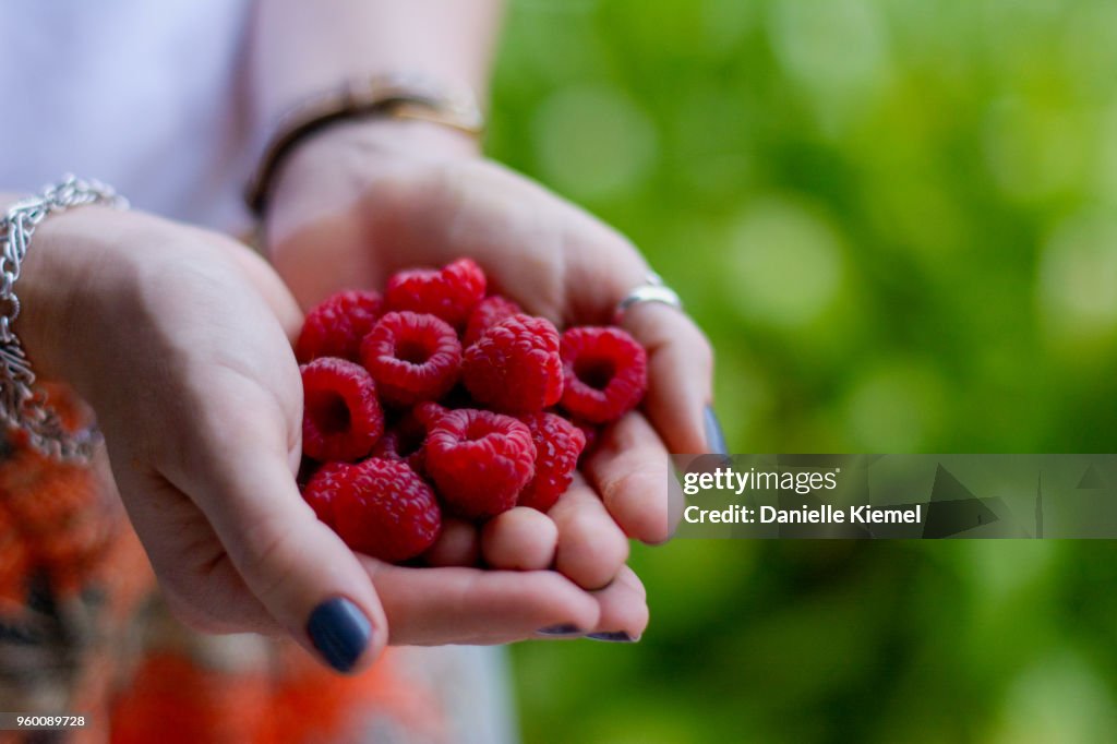 Handful of home grown raspberries, side view