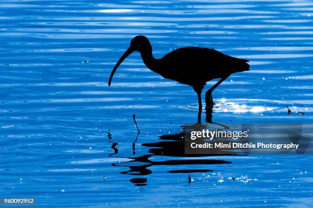 white-faced ibis in silhouette - los banos stock-fotos und bilder