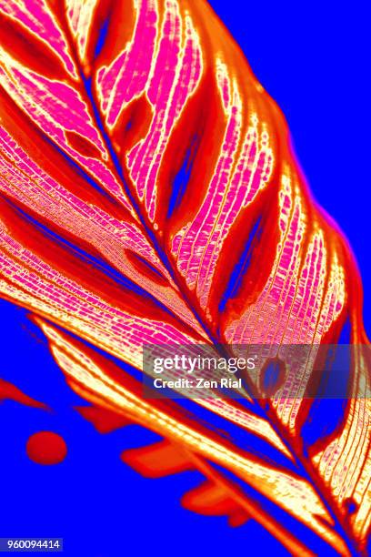 manipulated image of a leaf of rattlesnake plant (calathea lancifolia) - kontrastreich stock-fotos und bilder