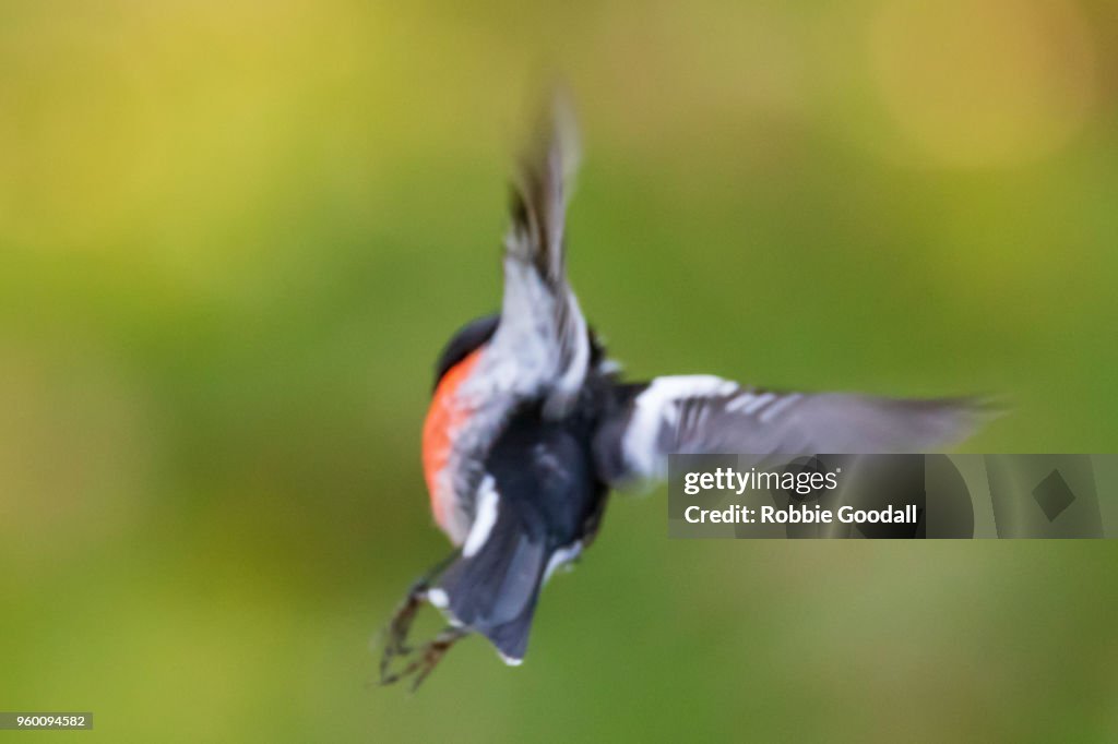 Scarlet Robin (Petroica boodang Petroicidae)