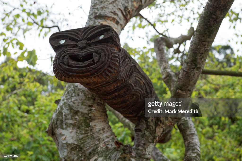 Maori carving in a tree at Hells Gate thermal park