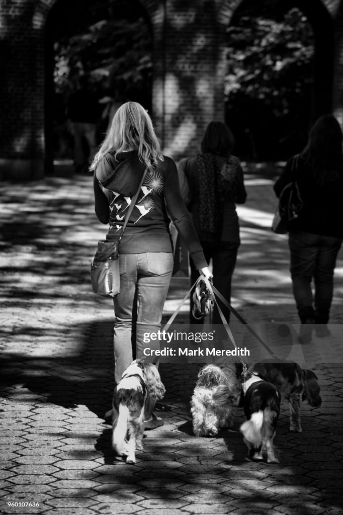 Girl walking her dogs in Central Park