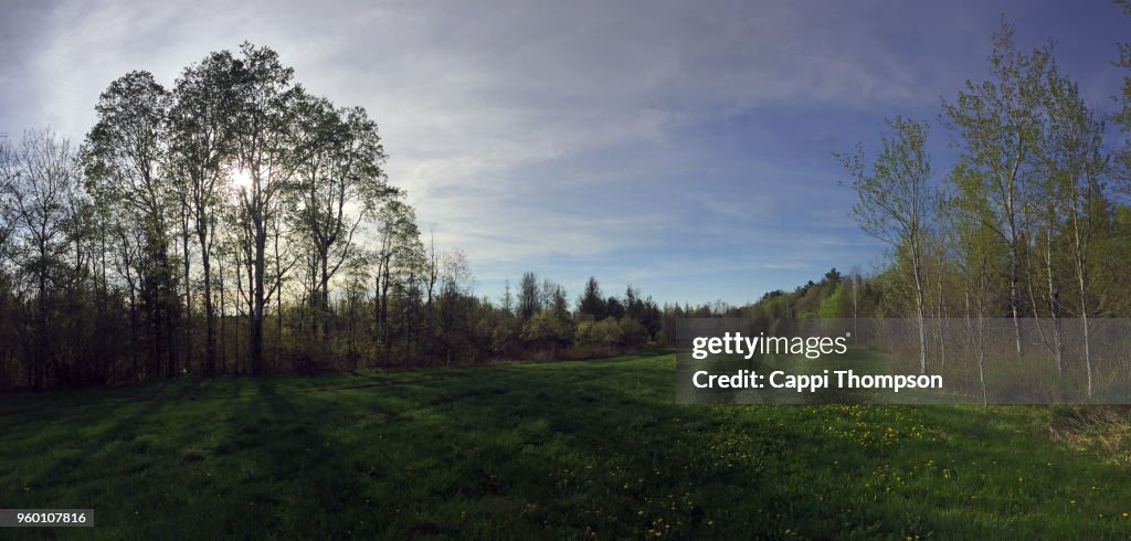 Grassy tree lined field with dandelion flowers growing during spring in Milan, New Hampshire USA