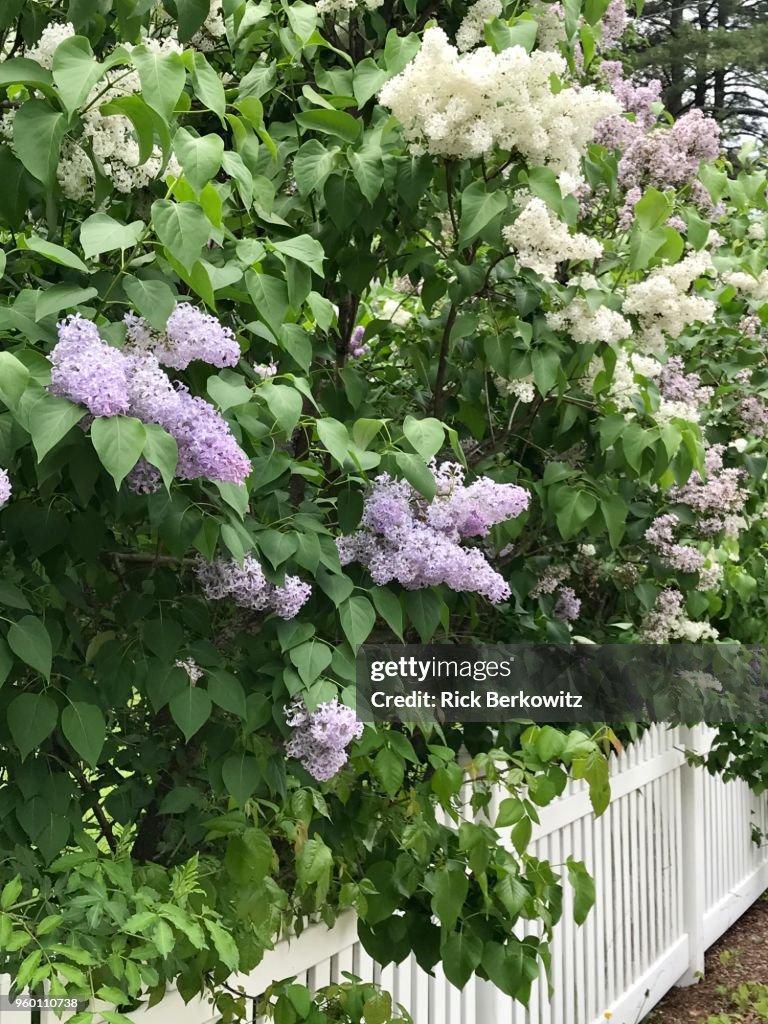 Lilac Time