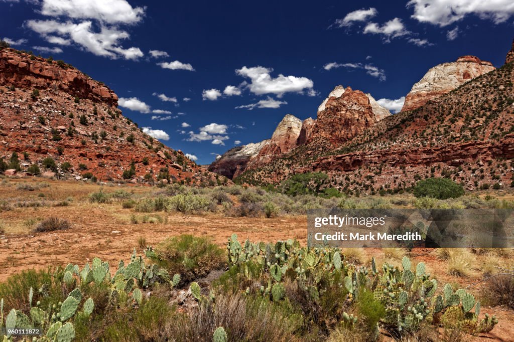 Cactus, mountains and sky in Zion National Park