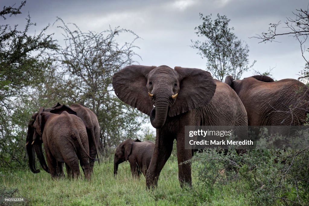 Elephant encounter in Klaserie Reserve, Greater Kruger National Park