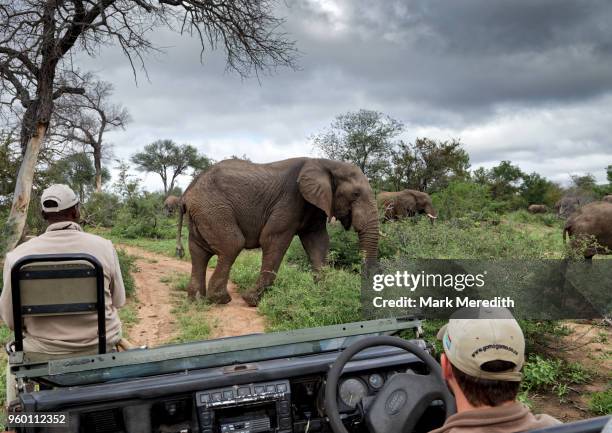 elephant group pass in front of safari vehicle with tracker and guide, in klaserie reserve, greater kruger national park - parc national de krüger photos et images de collection