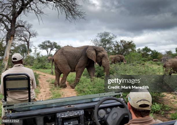 elephant group pass in front of safari vehicle with tracker and guide, in klaserie reserve, greater kruger national park - kruger national park stockfoto's en -beelden