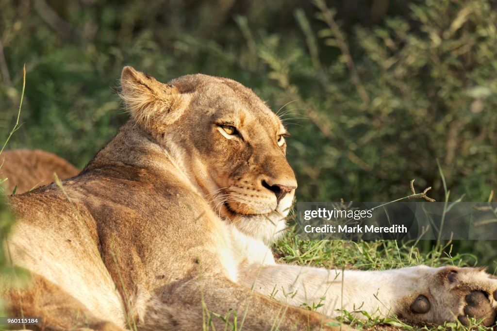 Lioness lazing in the Klaserie Reserve, Greater Kruger National Park