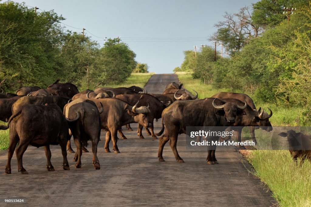 Cape buffalo cross a road in the Klaserie Reserve, Greater Kruger National Park