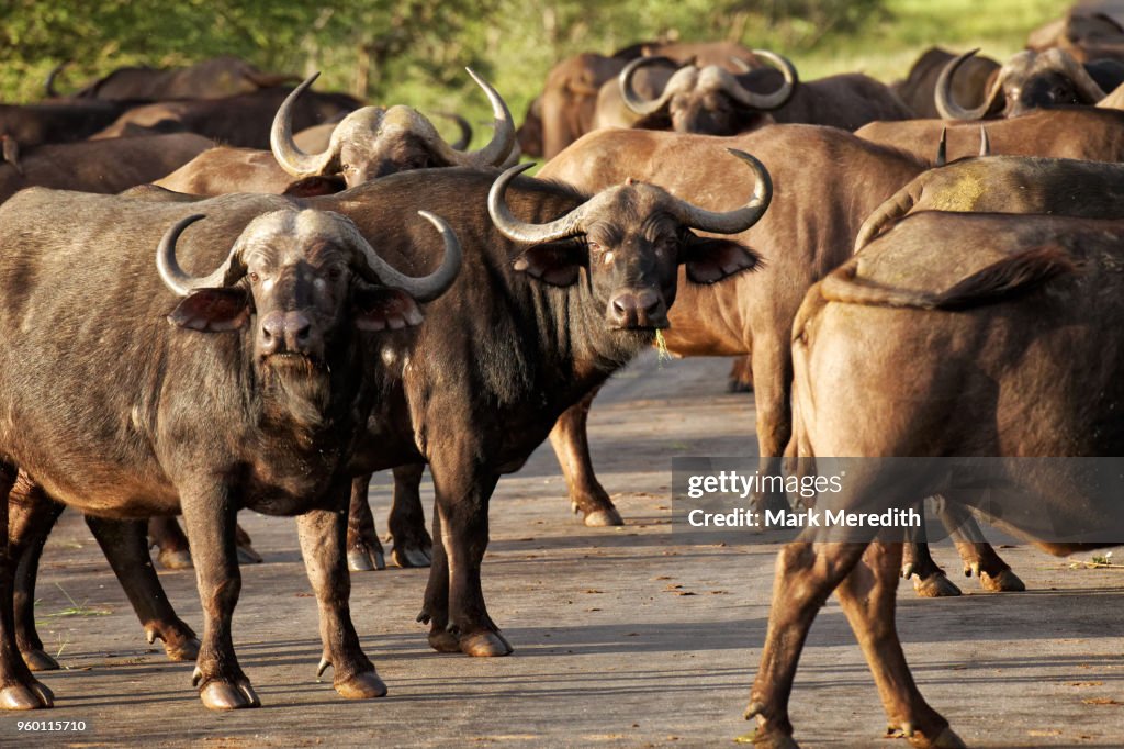 Cape buffalo cross a road in the Klaserie Reserve, Greater Kruger National Park