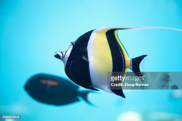colourful striped fish - doug byrnes stock pictures, royalty-free photos & images