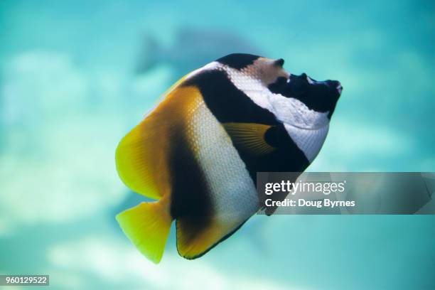 colourful striped fish - doug byrnes stock-fotos und bilder