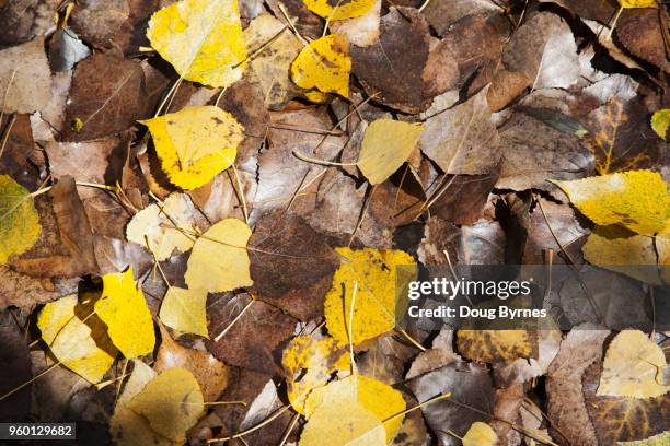 autumn leaves - doug byrnes stock-fotos und bilder