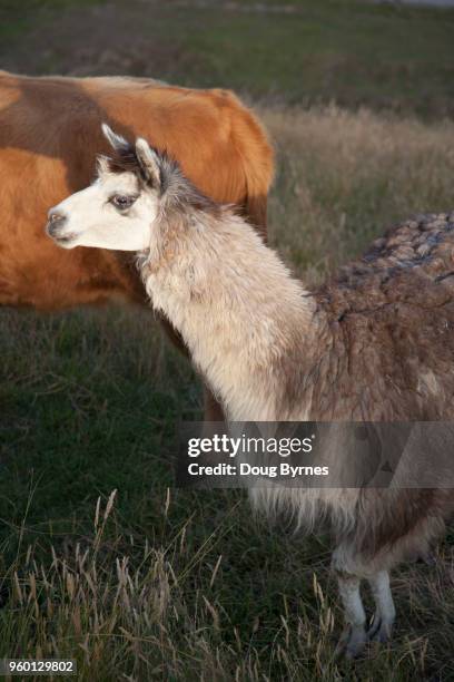 alpaca farming - doug byrnes stock-fotos und bilder