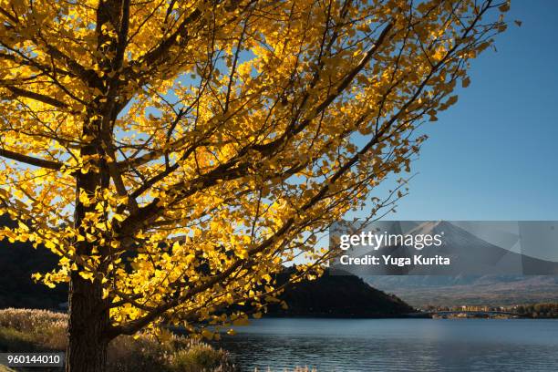 mt. fuji and yellow ginkgo leaves - yuga kurita stock pictures, royalty-free photos & images