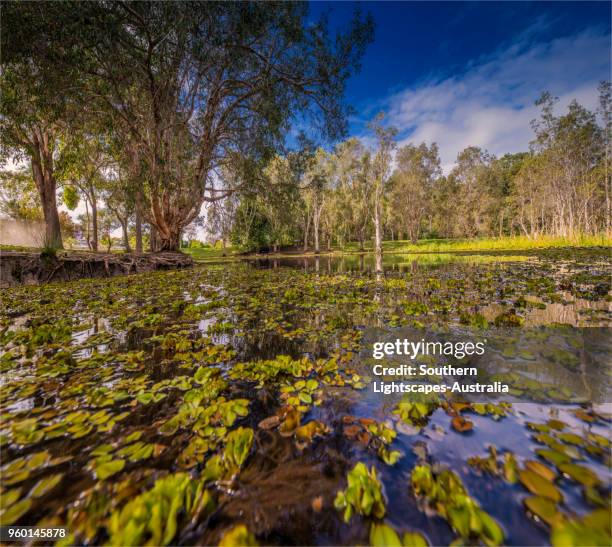 Musgrave Area 241 Musgrave Queensland Stock Photos, High-Res Pictures, and Images ...