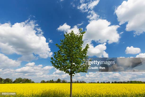 rapeseed field with one tree - aceite de colza fotografías e imágenes de stock