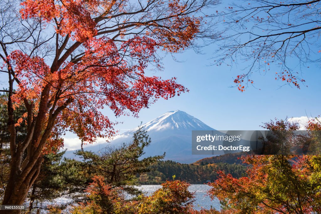 Fuji Mountain with Red Maple Trees along Kawaguchiko Lake in Autumn, Japan