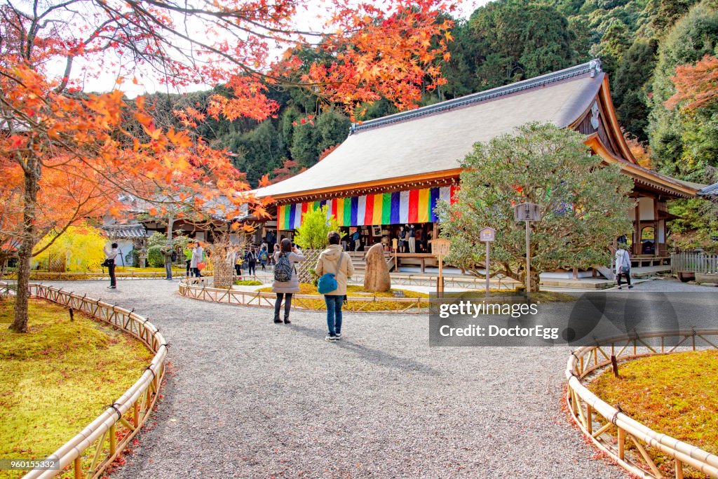 Tourist sightseeing Maple Tree at Nison-in Temple in Autumn, Japan