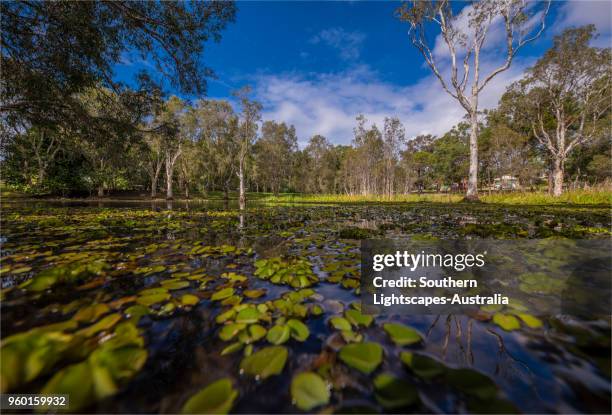 Musgrave Area 241 Musgrave Queensland Stock Photos, High-Res Pictures, and Images ...
