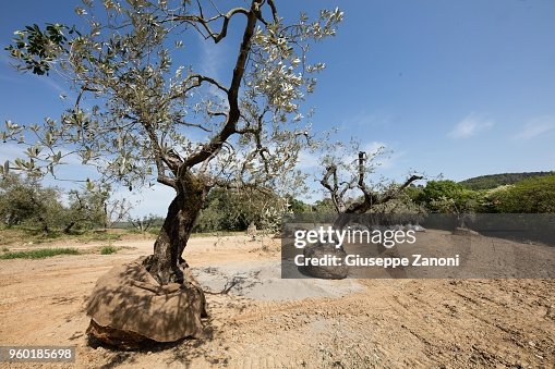 Olive tree Olive tree