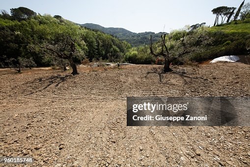 Olive tree Olive tree