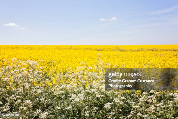yellow field - cowslip stock pictures, royalty-free photos & images