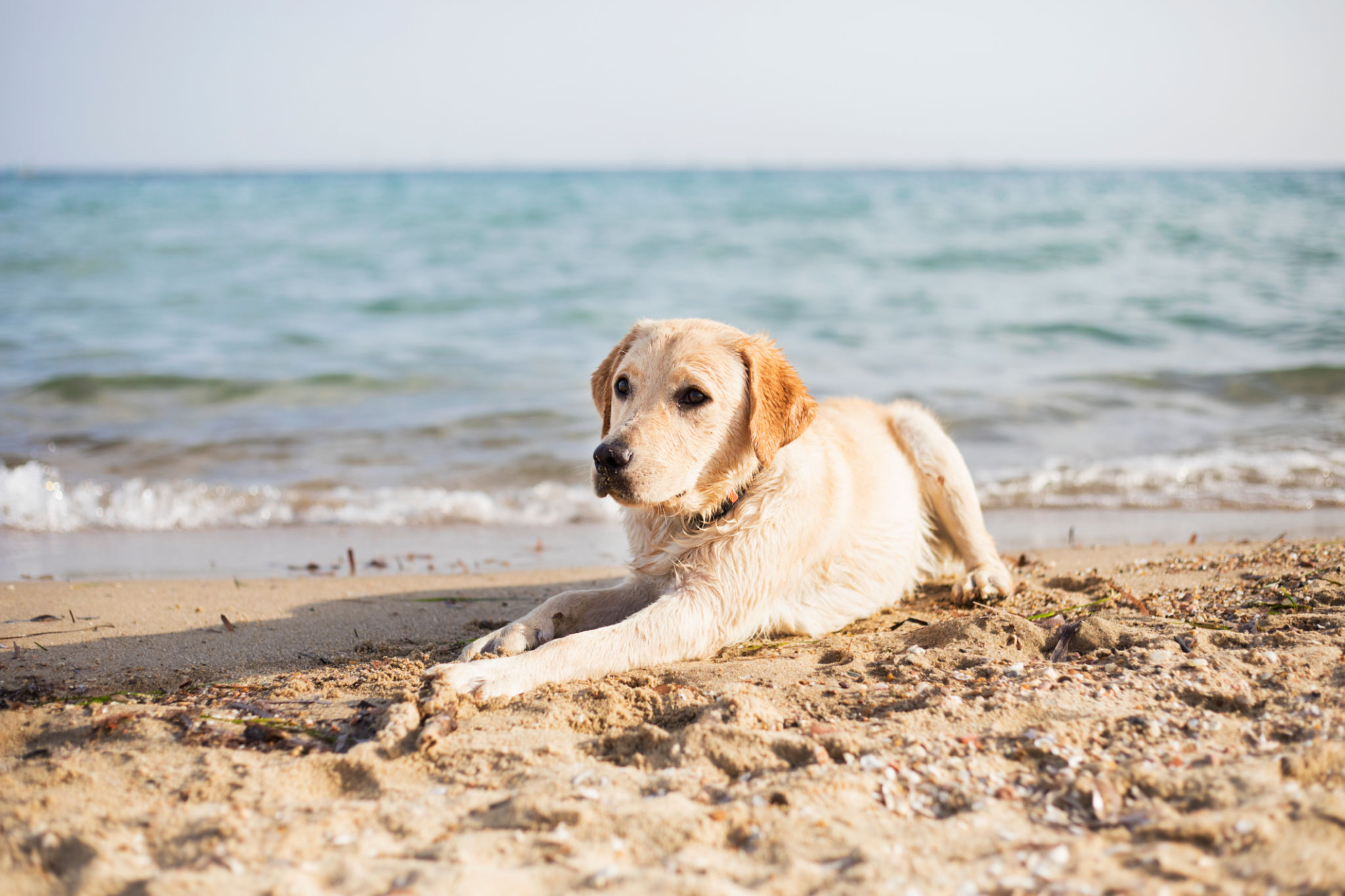 dog with water
