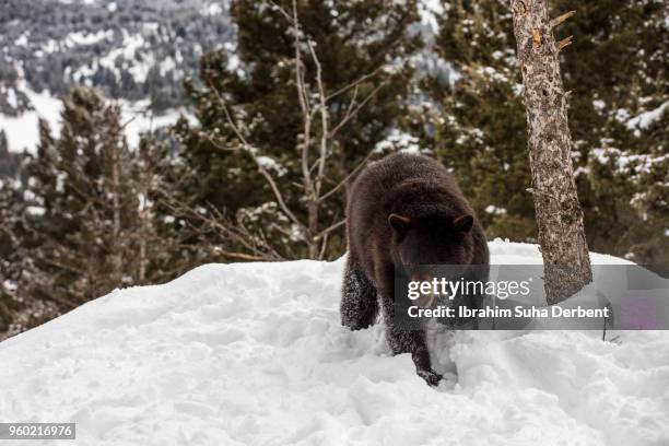 black bear is walking on his three claw. - bear claw stock pictures, royalty-free photos & images