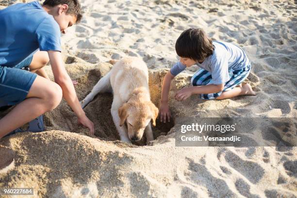 kids playing with dog at the beach - dogs in sand stock pictures, royalty-free photos & images