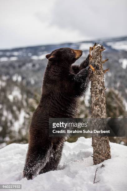 black bear's stomach is snowy. - tierisches verdauungssystem stock-fotos und bilder