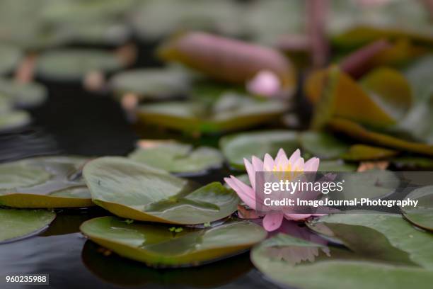 waterlily - water lily stock pictures, royalty-free photos & images