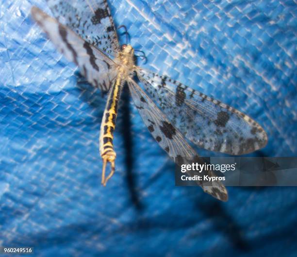 Giant Dragonfly Photos and Premium High Res Pictures - Getty Images