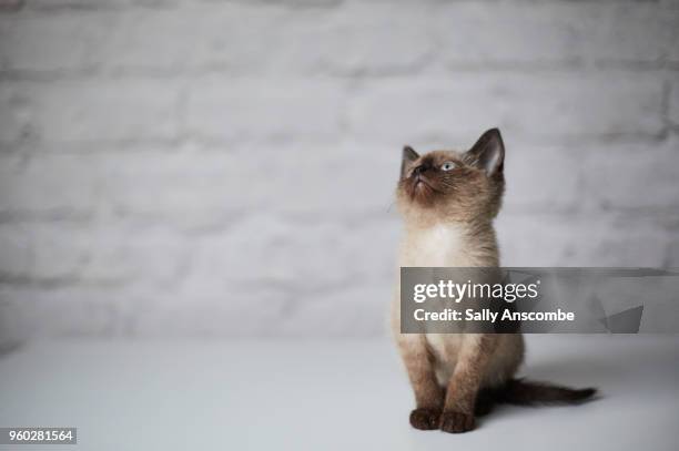 kitten - animal joven fotografías e imágenes de stock
