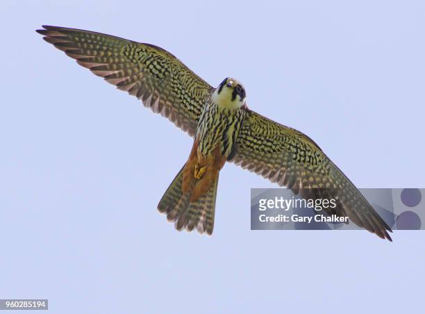 hobby [falco subbuteo] - hobby bird of prey stock pictures, royalty-free photos & images