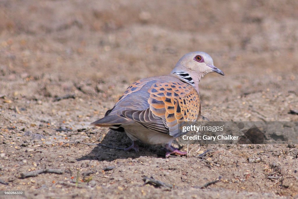 Turtle Dove [Streptopelia turtur]