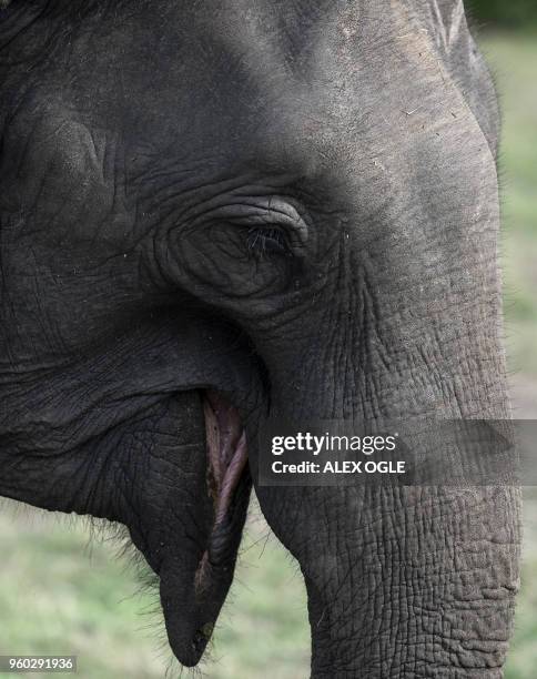 This photo taken on May 17, 2018 shows a Sri Lankan Asian elephant at the Minneriya National Park in north central Sri Lanka. - The Minneriya...