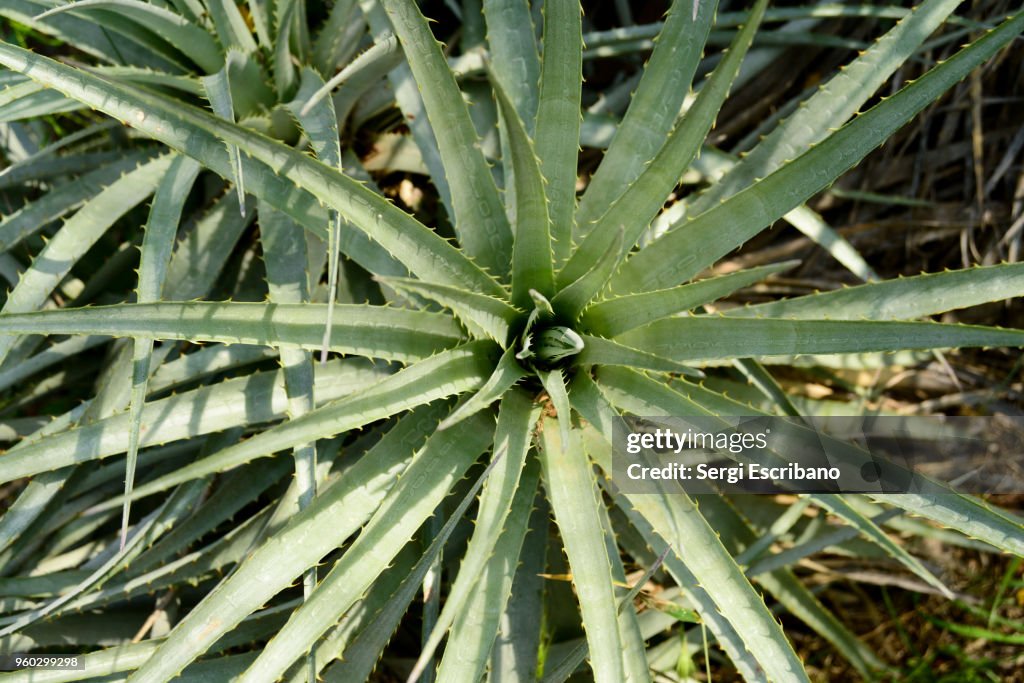 Chagual (Puya bertoriana)