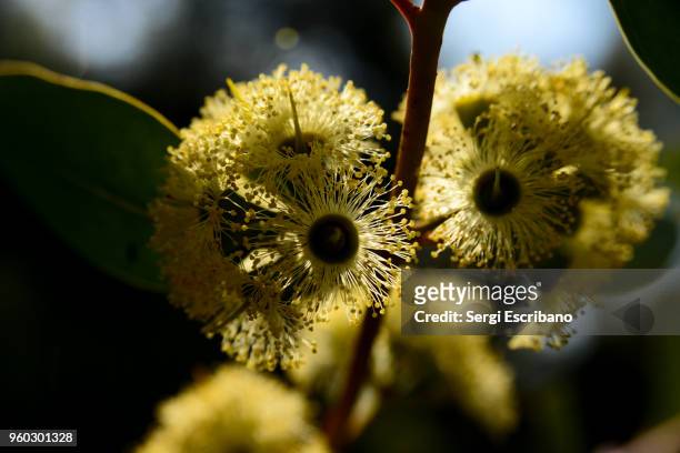 melaleuca huegelii. chenille honey-myrtle - chenille stock pictures, royalty-free photos & images