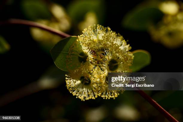 melaleuca huegelii. chenille honey-myrtle - mirto fotografías e imágenes de stock