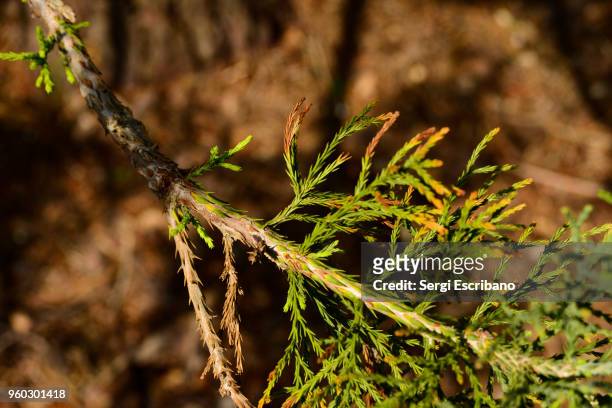 sequoiadendron giganteum (giant sequoia) threatened species in the list of the iucn red list of threatened species - iucn red list stock pictures, royalty-free photos & images