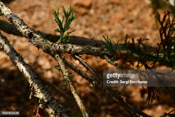 sequoiadendron giganteum (giant sequoia) threatened species in the list of the iucn red list of threatened species - iucn red list stock pictures, royalty-free photos & images