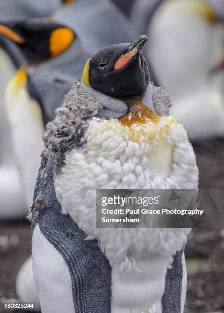 lone king penguin in molt, volunteer point, east falkland, falkland islands. - volunteer point stockfoto's en -beelden