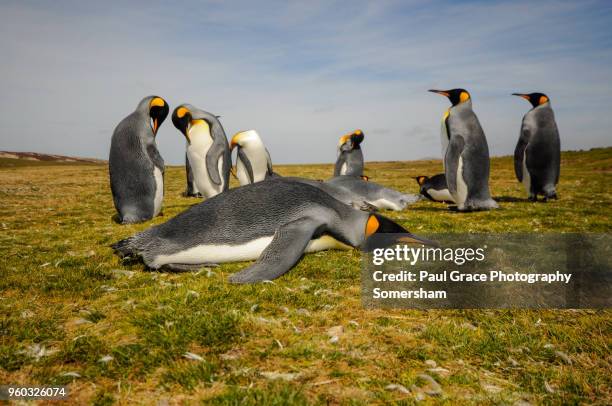 king penguin resting, volunteer point, east falkland, falkland islands. - east falkland island stock-fotos und bilder