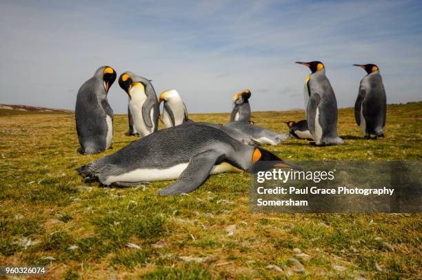 king penguin resting, volunteer point, east falkland, falkland islands. - east falkland island stockfoto's en -beelden